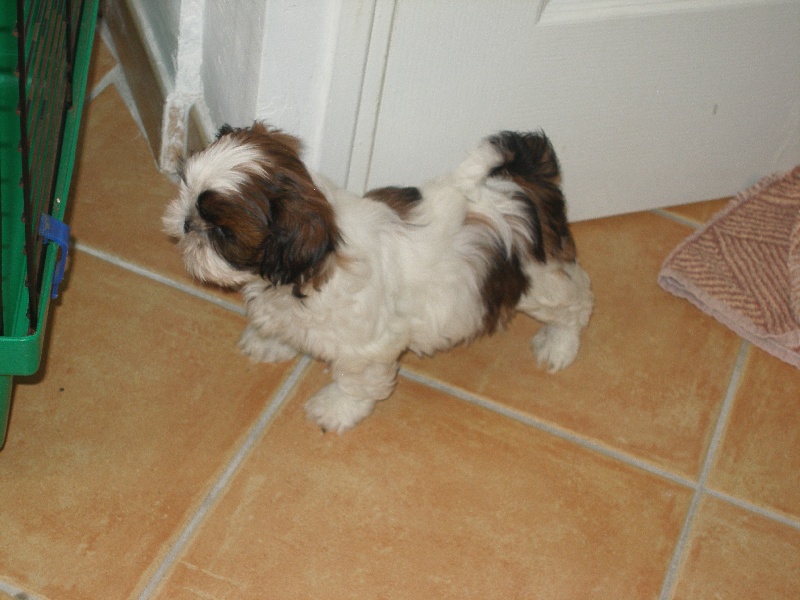 Chanel de lou pitchoun des cabotins