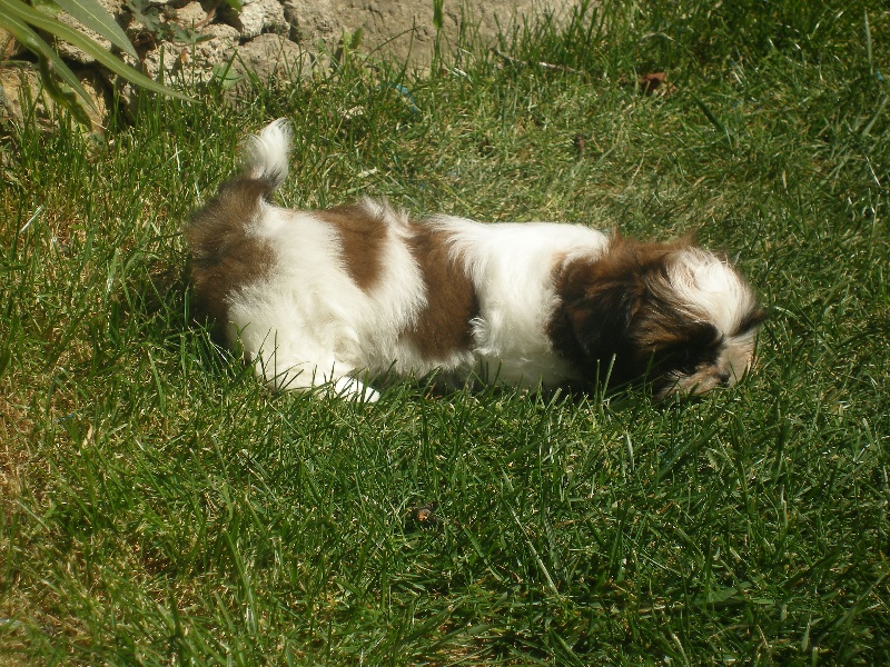 Daisy de lou pitchoun des cabotins
