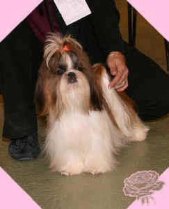 Coco mademoiselle chanel De l'encre de chine