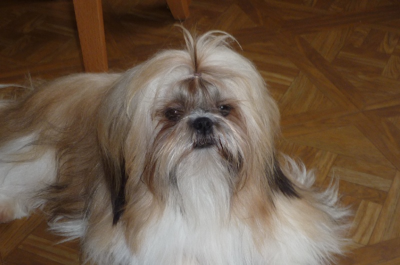 Elios de lou pitchoun des cabotins
