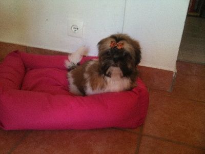 Forever de lou pitchoun des cabotins