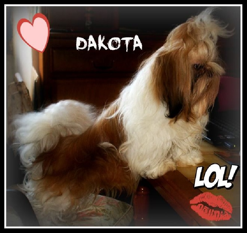 Dackota de lou pitchoun des cabotins