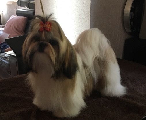 Ninon de lou pitchoun des cabotins