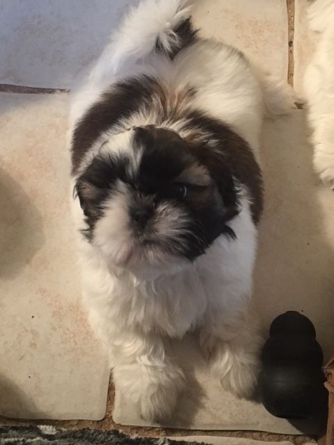 CHIOT